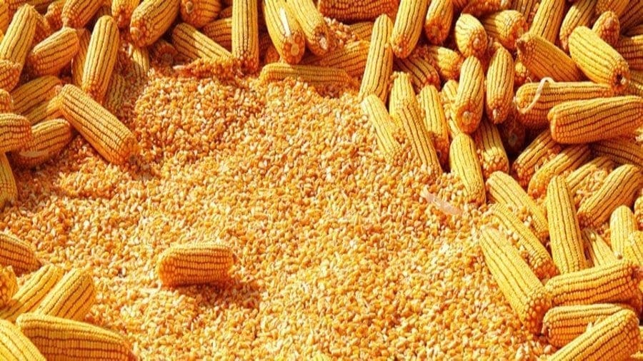 Four Nigerian companies get CBN approval to import 262,000 tons of maize