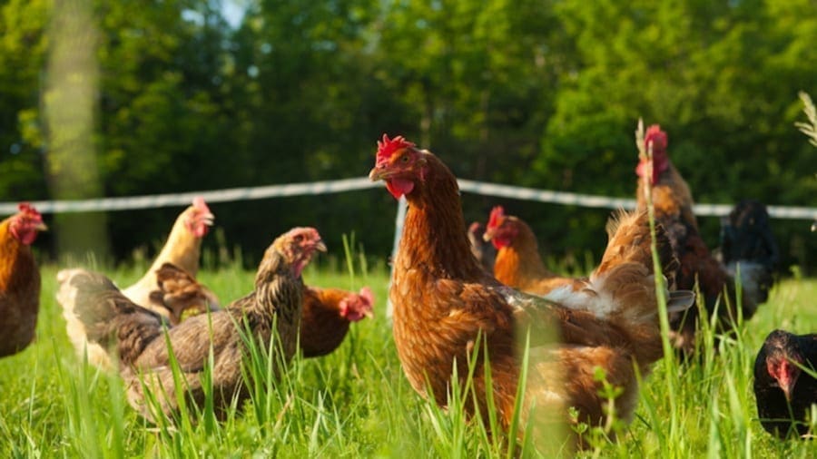 Bidco Land O’Lakes launches new ‘Kienyeji’ poultry diet in Kenya