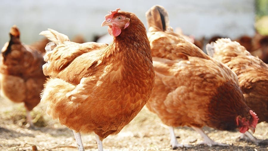 Namibia suspends poultry imports from South Africa amid bird flu outbreak