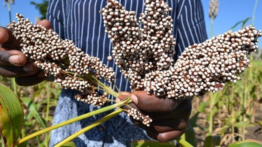 Kenya Breweries seeks to increase local supply for Kisumu