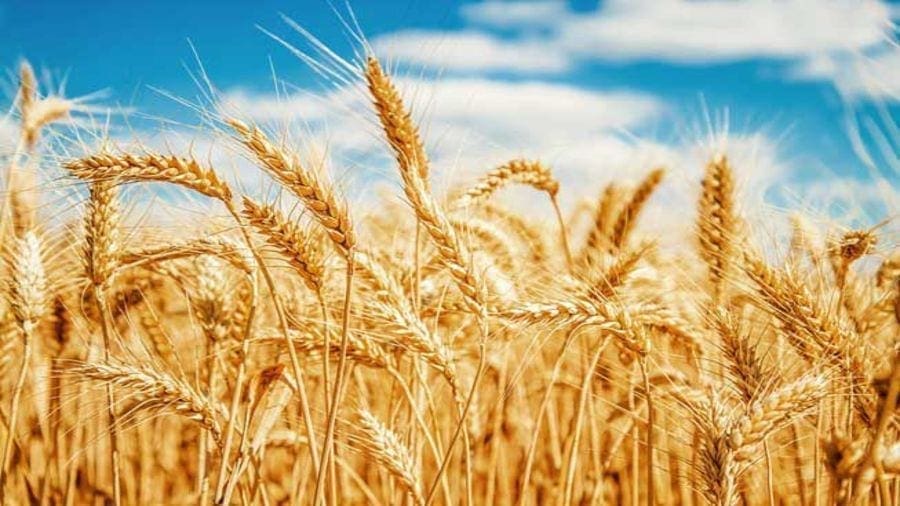Zimbabwe’s government unveils wheat production strategy to reduce import bills
