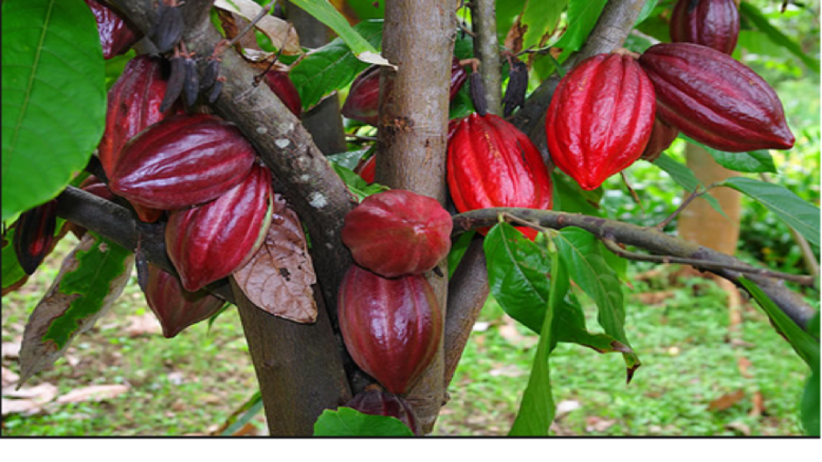 Ghana teams up with Israel on scientific research of cocoa swollen shoot disease