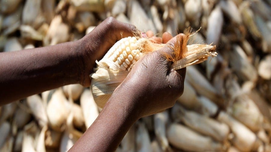 African Universities team up to launch research centre for food security