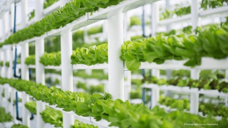 JD.com and Japan’s Mitsubishi Chemical open hydroponic plant in China