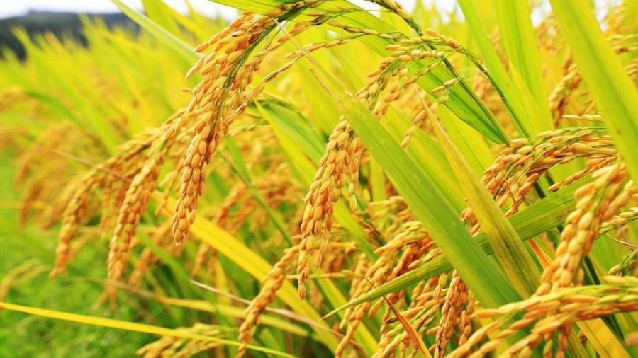 Ghana institute develops new rice and cowpea varieties to boost economy