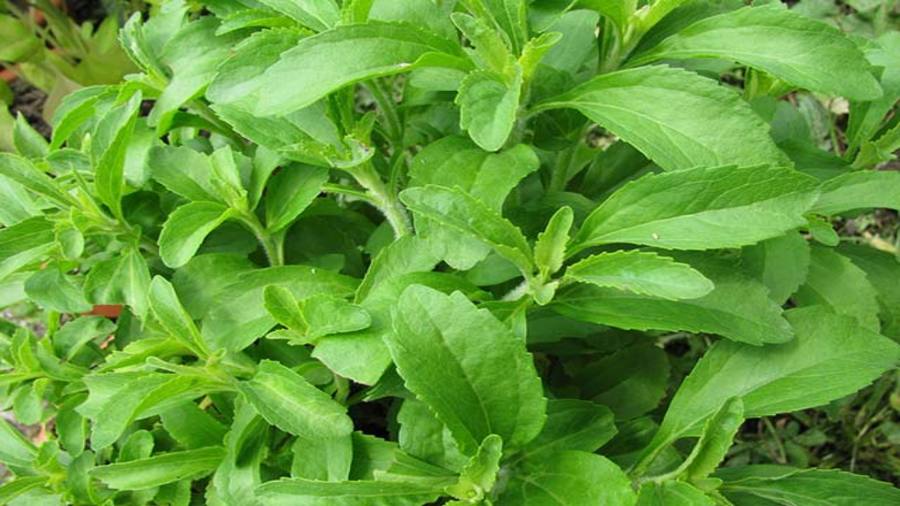 Tate & Lyle launches stevia sustainability project in partnership with Earthwatch