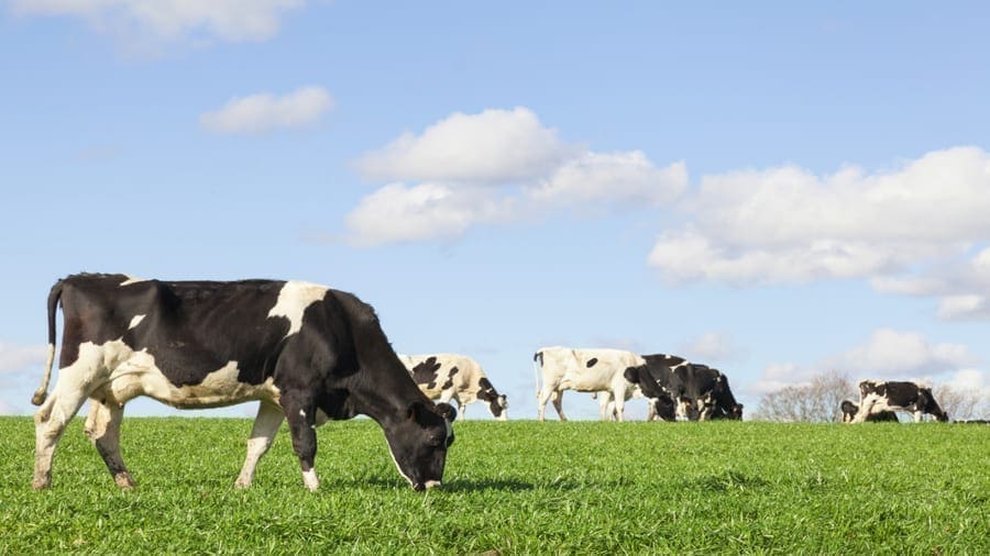 Action and collaboration called for to secure a sustainable future for European dairy