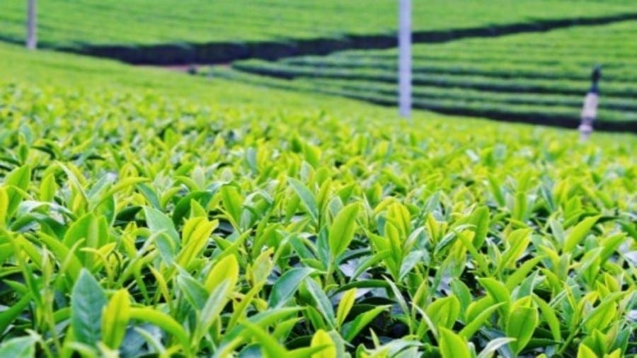 Kenyan government to inject US$15.5m to diversify tea production