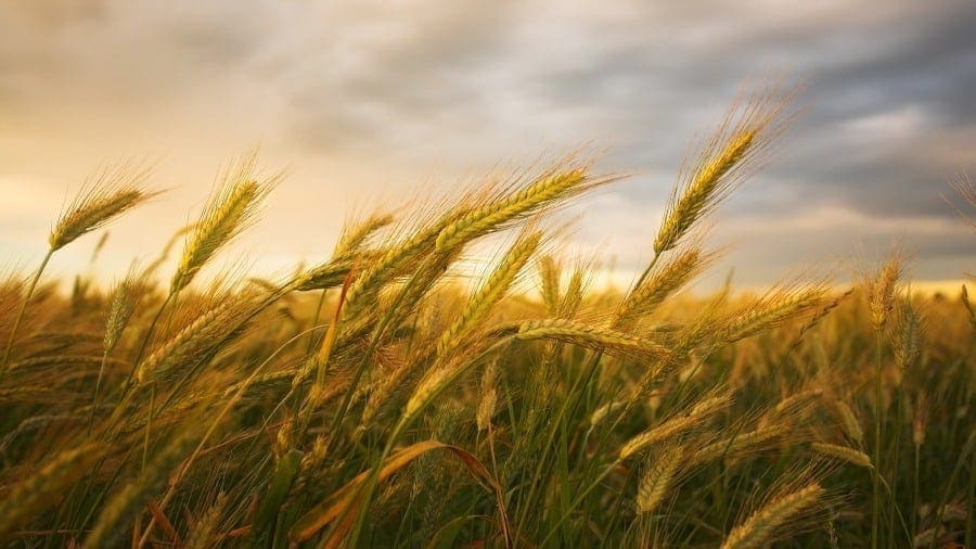 AB InBev partners Benson Hill to improve barley varieties and sustainability