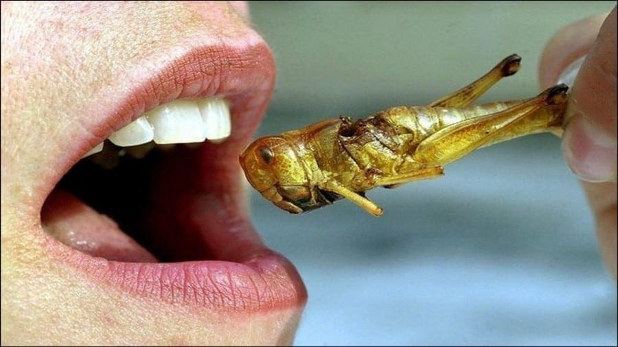Scientists call for more research on sustainability of edible insects
