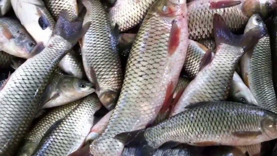 Rwanda’s fish production grows by 27.8% as demand increases