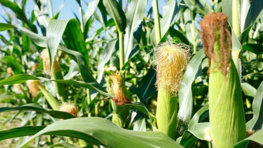 Zamseed embarks on winter maize production to boost Zambia’s food security