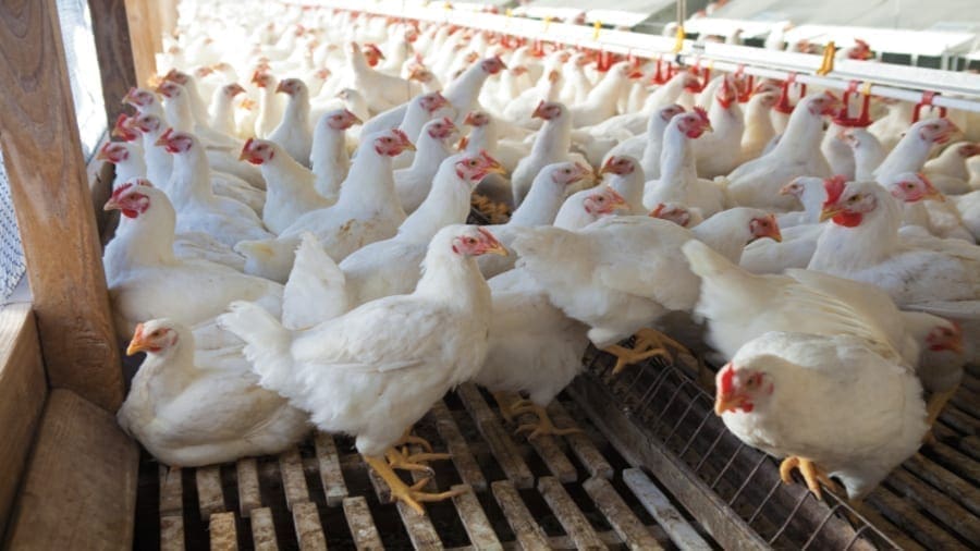 DuPont launches poultry feed supplement Syncra® AVI in Asia Pacific