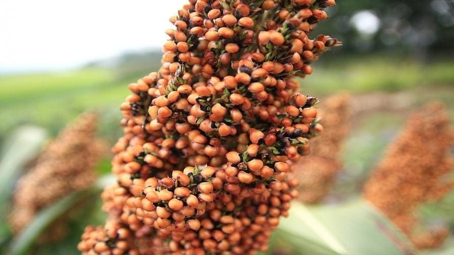 Tanzania Breweries launches partnership to support sorghum farmers