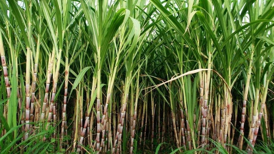 Government of Zimbabwe, Tongaat Hulett to launch US$40m sugar cane project