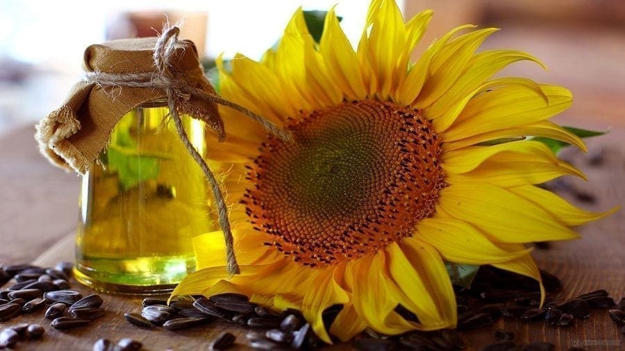 Tanzanian government to set up sunflower oil processing plant