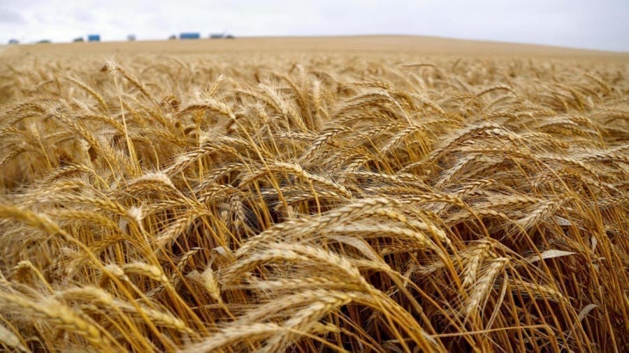 Lessafre Zimbabwe ventures into wheat farming to boost local supply