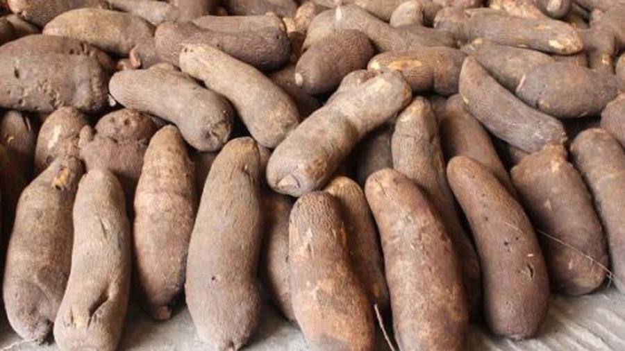 Nigeria’s Yam Committee to export 5,760 tonnes in 2019