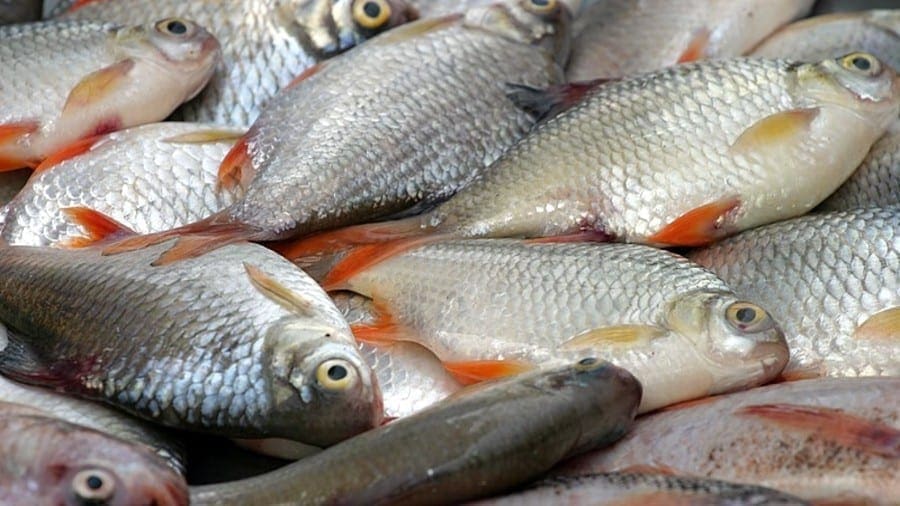 Fish prices in Kenya rose by 11% in 2020 due to decline in China imports, local production