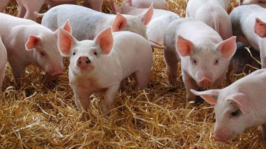 Asia bans imports of pork from Germany over fears of African swine fever