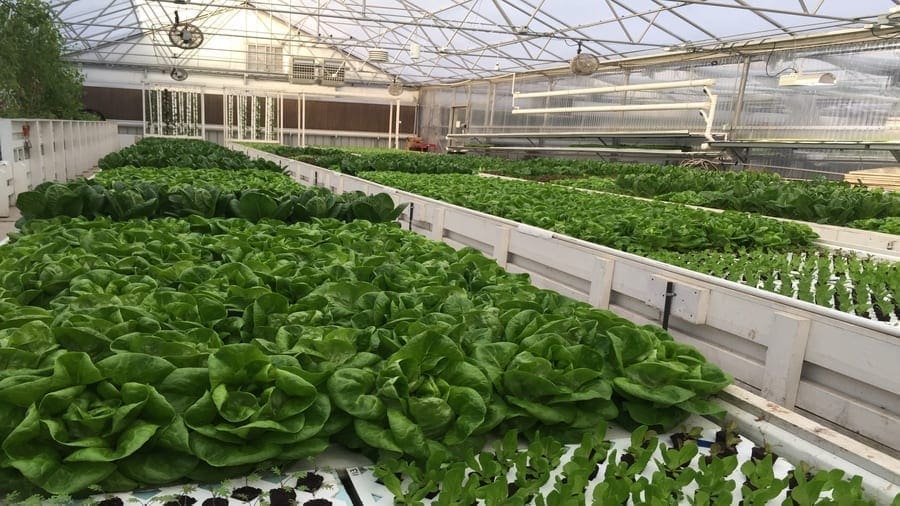 Technology firms partner in launching digital aquaponics to address malnutrition