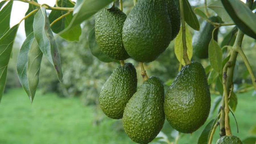 Kenya eyes Chinese market for lucrative avocado and stevia exports