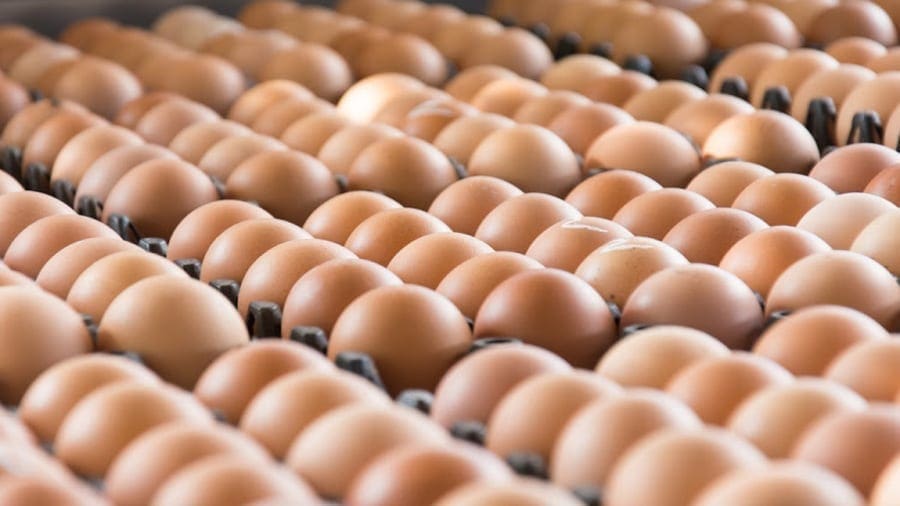 South African retailers ration eggs as avian flu crisis squeezes supply