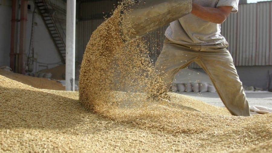 Egypt reintroduces government pre-shipment inspections for grain imports