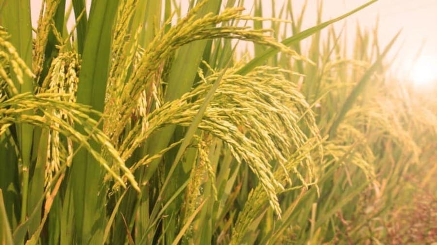 IRRI strengthens partnership with University to enhance rice research