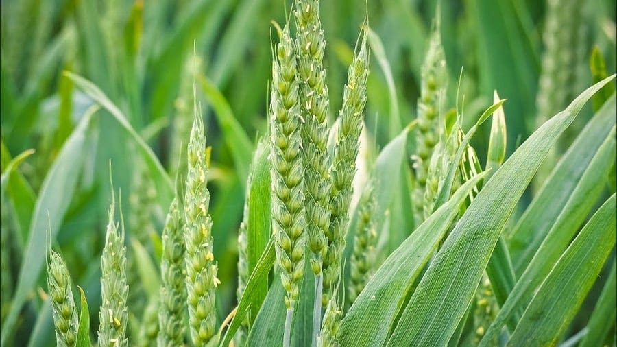 BASF joins the International Wheat Genome Sequencing Consortium
