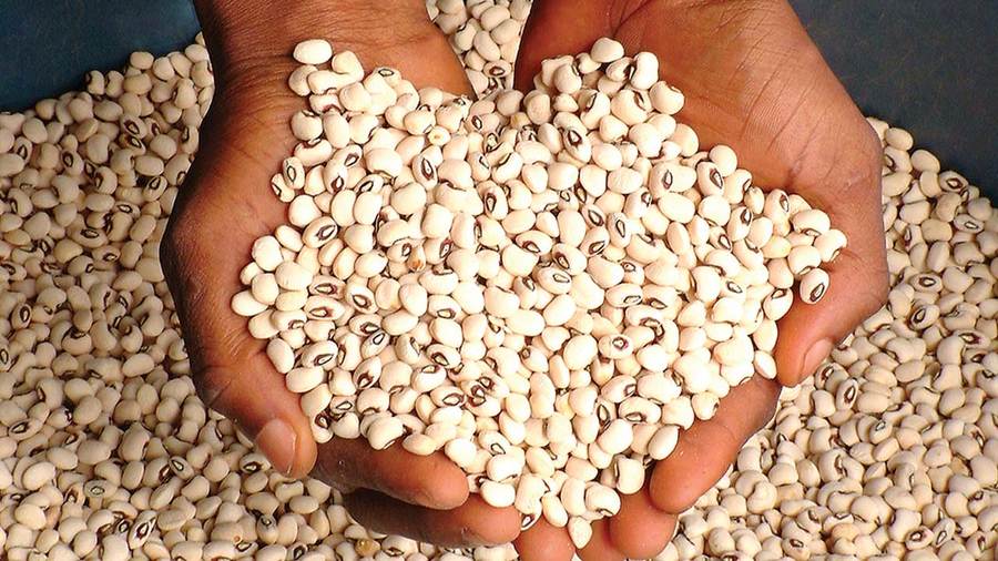 Rwanda unveils grains storage technologies to curb post-harvest losses