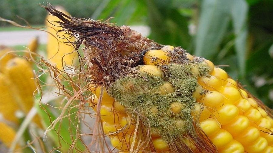 Ghana partners with Mexican government in technology to combat aflatoxin