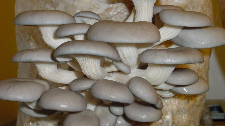 EU Launches commercial mushroom production project in Ghana to boost sector