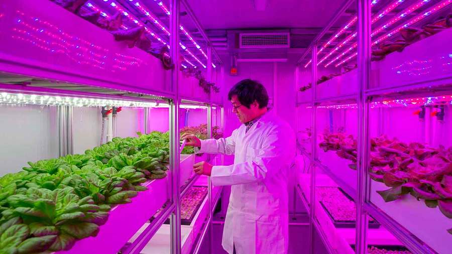University scientists develop container farms for high-yielding crops