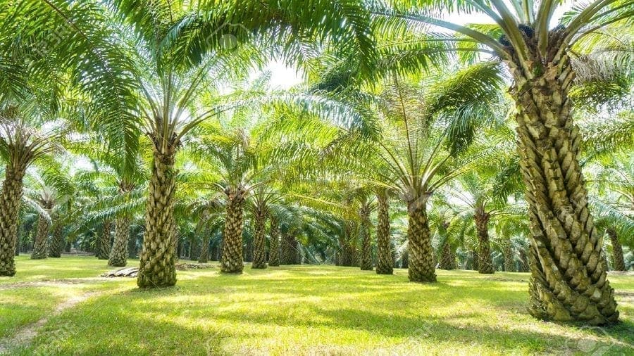 Ghanaian association launches out-grower scheme to promote sustainable oil palm industry