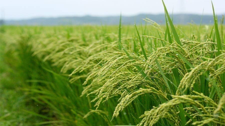 Ministry partners Japanese agency in project to boost rice production