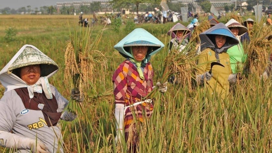 IRRI opens new rice research hub in Indonesia to accelerate impact delivery