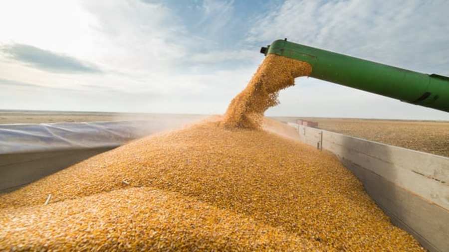 National Foods sets plan to import maize amid supply shortage