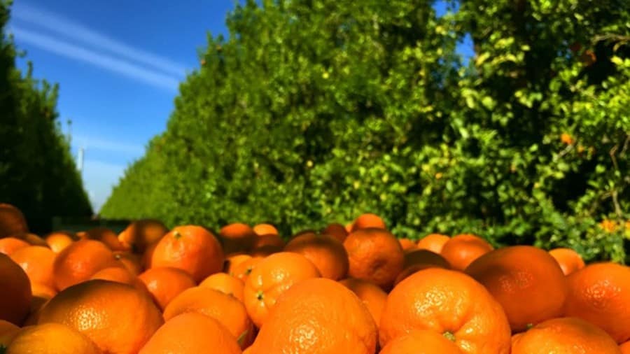 Egypt’s citrus fruits exports rise to 1.22m tons as world’s second exporter