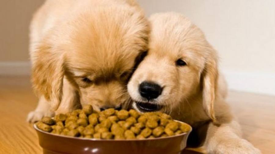 UK-based dog food delivery startup Butternut Box raises US$19.4m