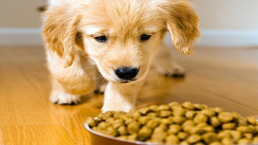 China grants six month transition period for new pet food labels