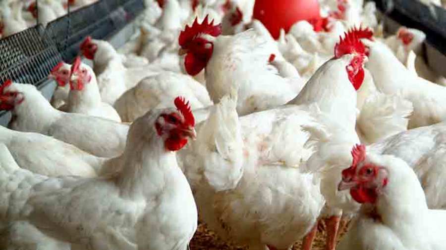 Oyo State implements standard operating procedures to safeguard against zoonotic diseases in poultry farming