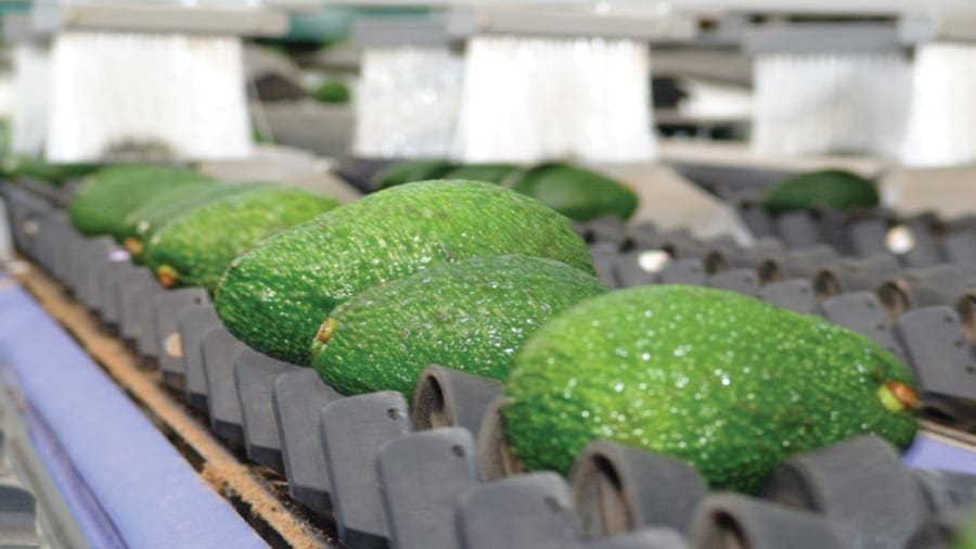 Tradin Organic opens avocado processing facility in Ethiopia