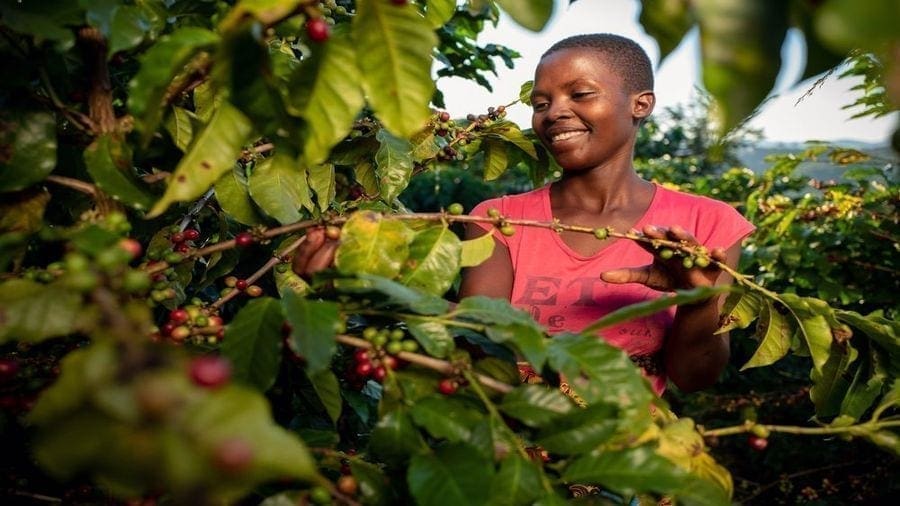 Nestlé unveils three year program to boost coffee production in Kenya