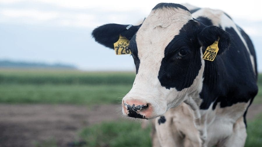 Ethiopia boosts dairy industry production with importation of exotic cattle breeds