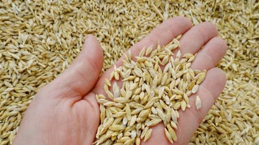 Viterra introduces dynamic binning for barley to improve supply chain