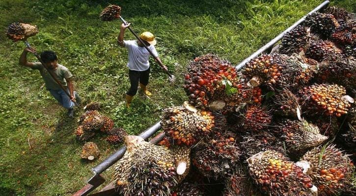 RSPO tightens standards to enhance palm oil sustainability