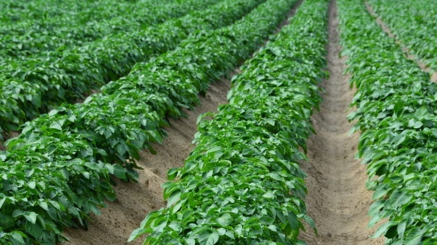 Netherlands invests US$19m in Rwanda’s maize, potato and tea value chain