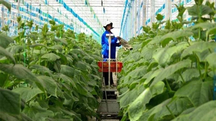 AfDB relaunches initiative to support African agricultural transformation