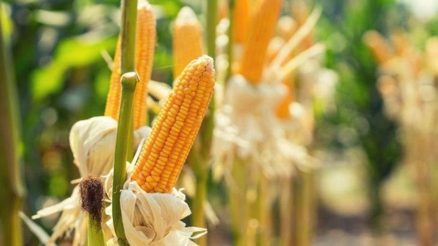 Zambeef harvests 6,000 metric tonnes of winter maize in Zambia